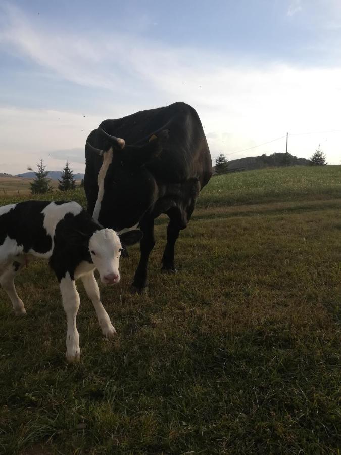 ホテル Organic Family Farm Žabljak エクステリア 写真
