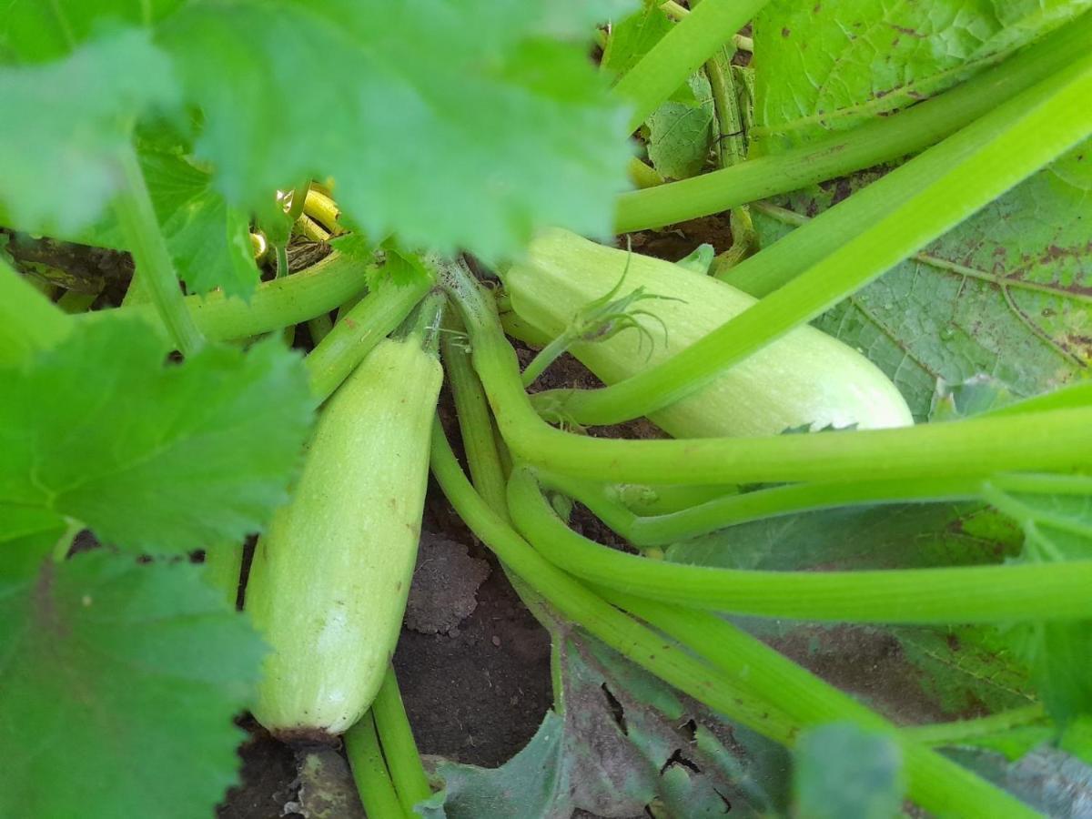ホテル Organic Family Farm Žabljak エクステリア 写真
