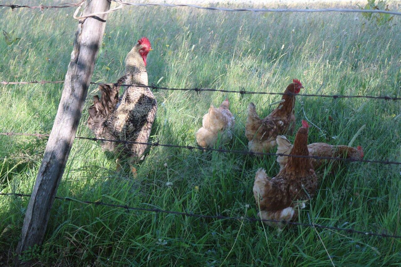 ホテル Organic Family Farm Žabljak エクステリア 写真